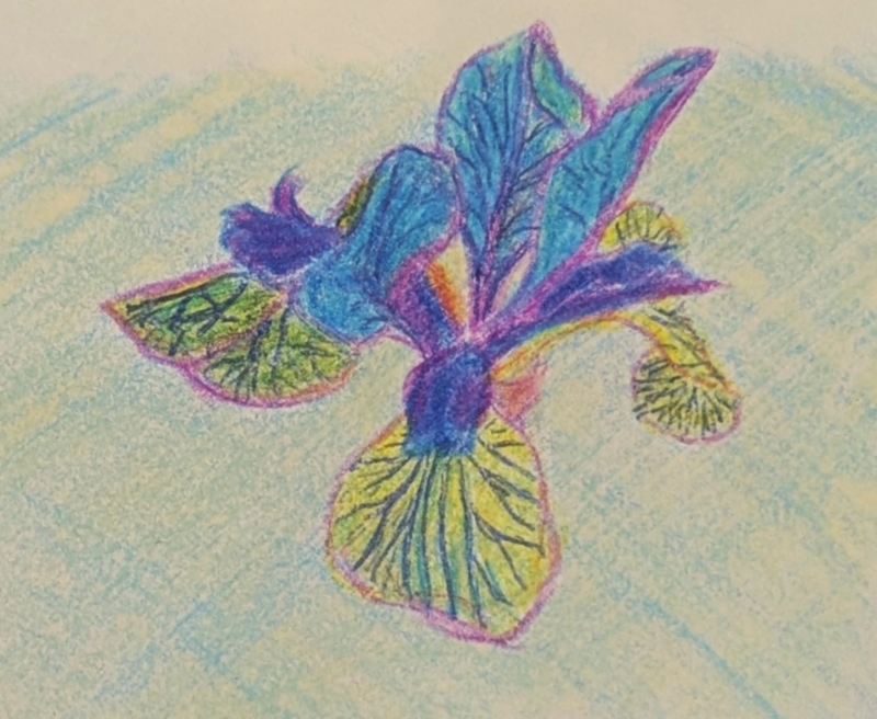 Blue Iris by artist Alyssa Morgan